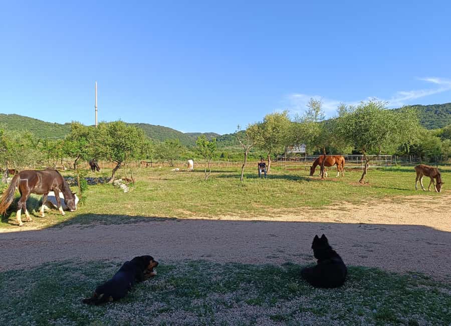Gargano National Park: a horseback ride - Who should book this ride