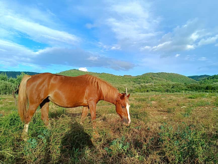 Gargano National Park: a horseback ride - Names, care, and the human side of the outing