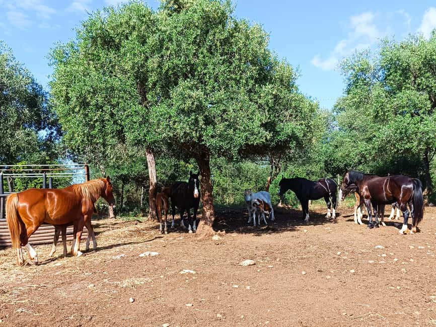 Gargano National Park: a horseback ride - FAQ