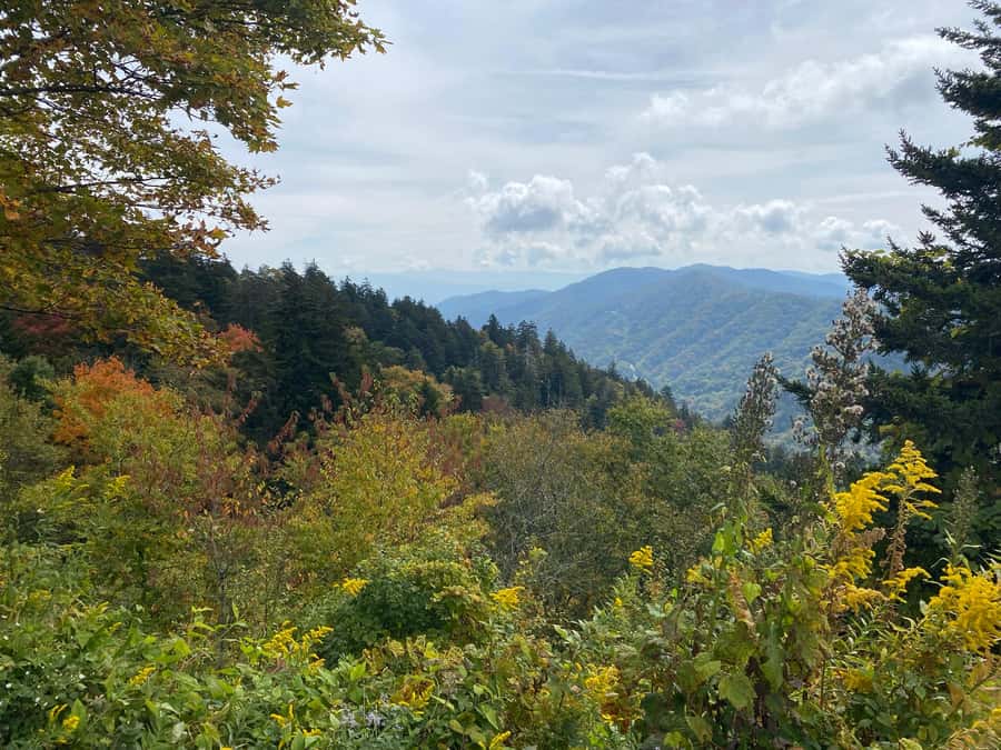 Gatlinburg: Great Smoky Mountains National Park Classic Tour - The climb along one of the Southeast’s scenic roads