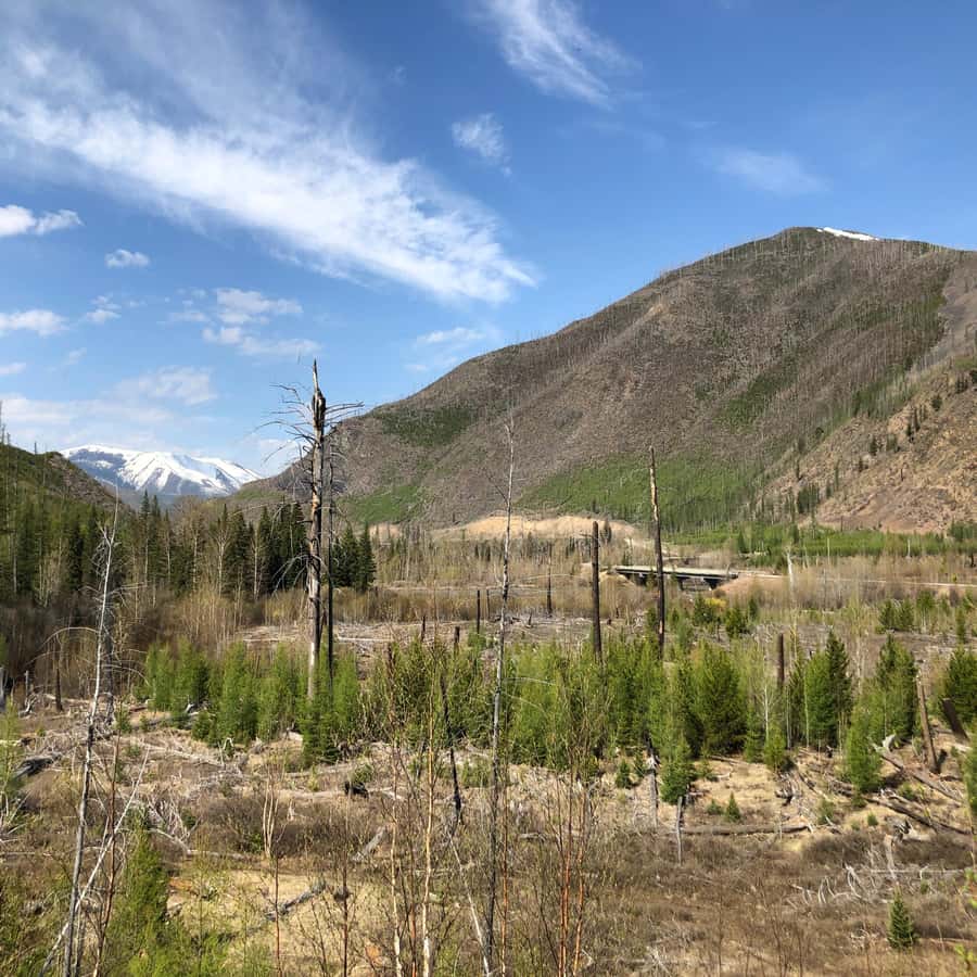 Glacier National Park: Morning Nature Walk - Who should book this nature walk?