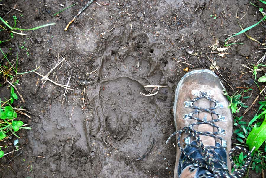 Glacier National Park: Morning Nature Walk - Lake McDonald Valley and the first forest walk