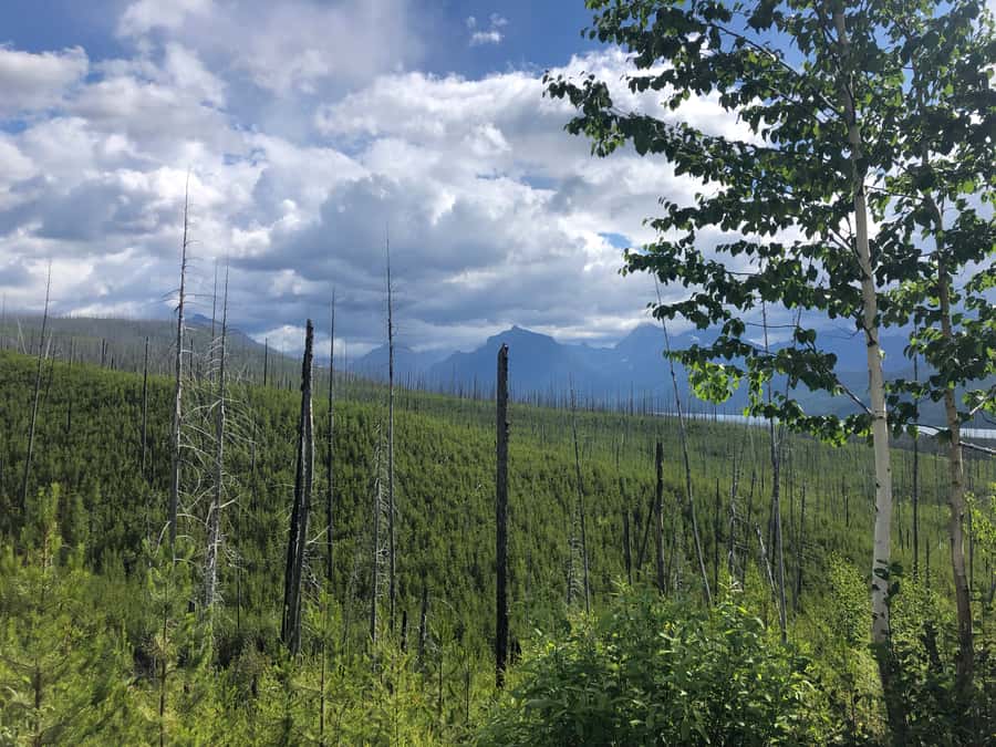 Glacier National Park: Morning Nature Walk - Stops along the road to the North Fork