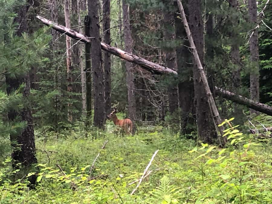 Glacier National Park: Morning Nature Walk - Is $65 a fair price?