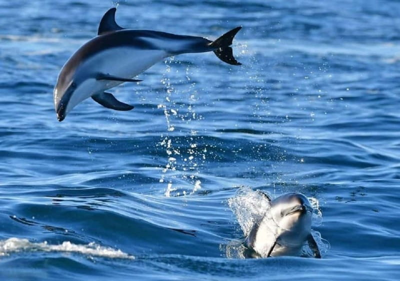 Golfo Aranci: boat tour in the Tavolara Protected Area - Why this Golfo Aranci boat trip works so well