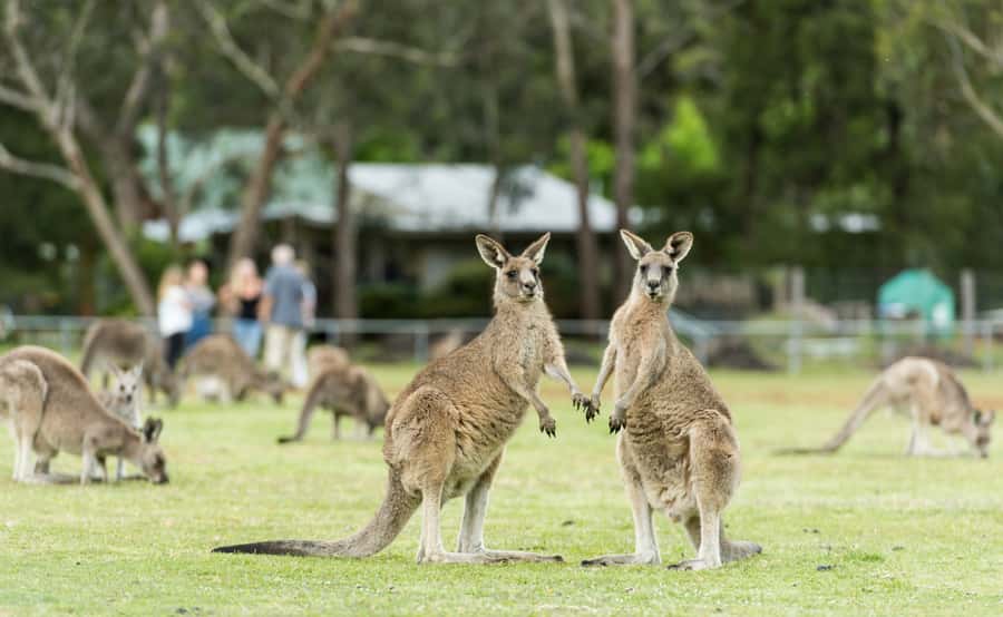 Grampians National Park Small-Group Eco Day Tour - Halls Gap, lunch, and kangaroo time