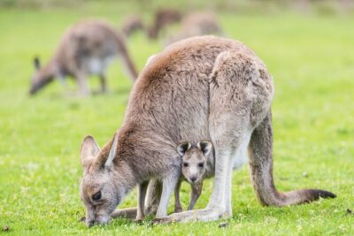 Grampians National Park with MacKenzie Falls and Kangaroos