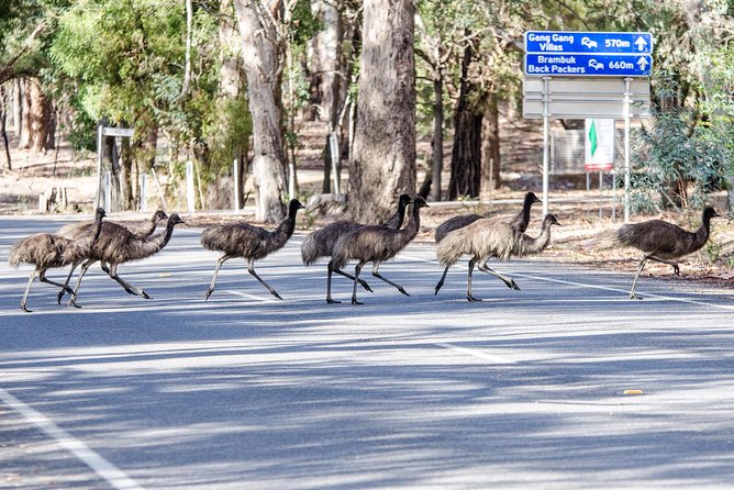 Grampians National Park with MacKenzie Falls and Kangaroos - Kangaroos and other wildlife add the Australian flavor