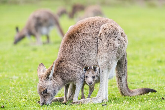 Grampians National Park with MacKenzie Falls and Kangaroos - Beaufort gives you a useful first break