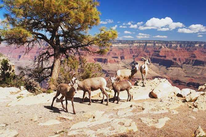 Grand Canyon National Park South Rim Small Group Bus Tour - Boulder City starts the food-and-restroom rhythm
