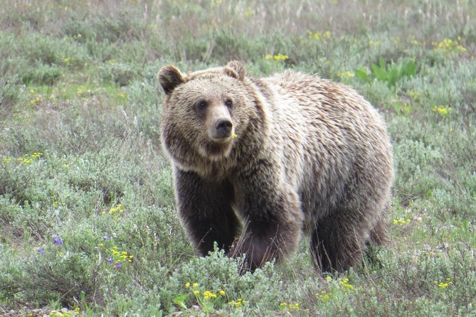 Grand Teton National Park - Full-Day Guided Tour from Jackson Hole - Jackson Lake at the Foot of the Peaks