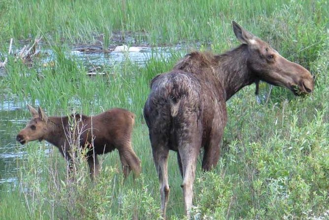 Grand Teton National Park - Full-Day Guided Tour from Jackson Hole - Wildlife Watching Without False Promises