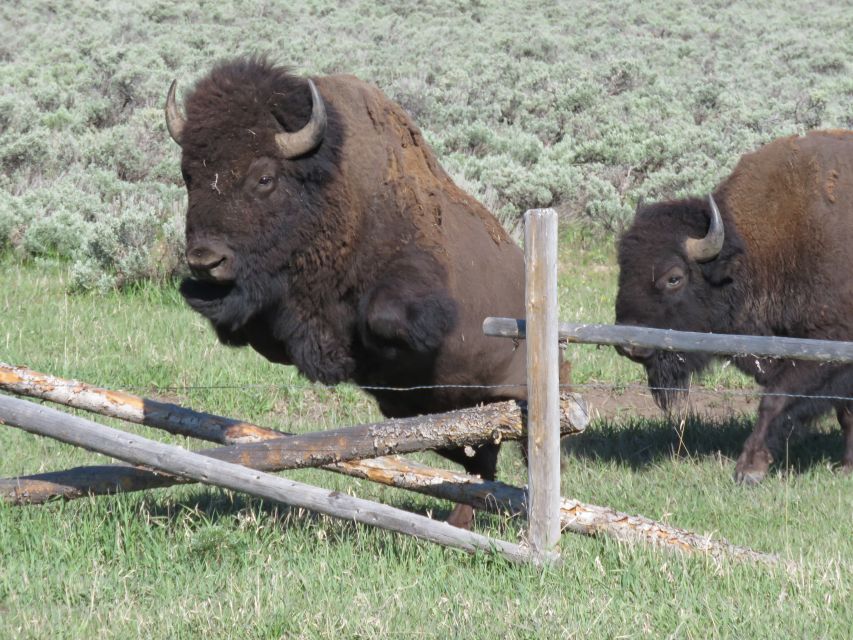 Grand Teton National Park: Full-Day Tour with Boat Ride - Jackson Lake and the Teton View