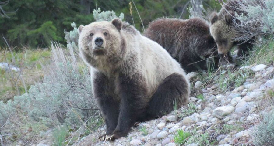 Grand Teton National Park: Full-Day Tour with Boat Ride - Jenny Lake Boat Ride and Hidden Falls