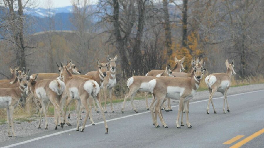 Grand Teton National Park: Full-Day Tour with Boat Ride - What $315 Buys You