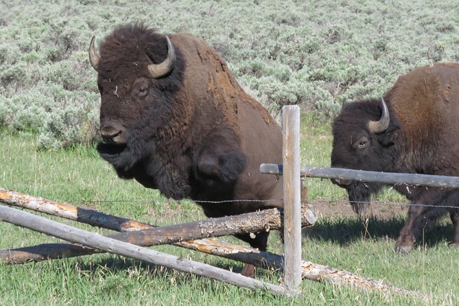 Grand Teton National Park - Sunrise Tour from Jackson Hole - Jenny Lake Overlook and the park’s classic view
