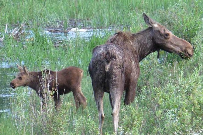 Grand Teton National Park - Sunset Guided Tour from Jackson Hole - A sunset introduction to Grand Teton