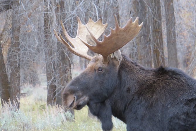Grand Teton National Park - Sunset Guided Tour from Jackson Hole - Moose Wilson Road and Gros Ventre Road