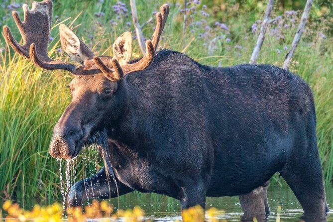 Grand Teton National Park Tour from Jackson Hole - Jackson Lake is a scenic picnic, not a restaurant lunch
