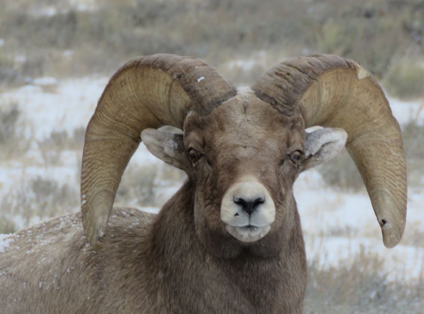 Grand Teton National Park: Wildlife Tour and Sleigh Ride - Key Points at a Glance