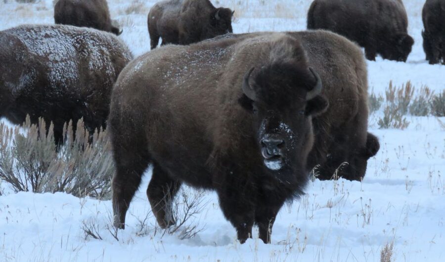 Grand Teton National Park: Wildlife Tour and Sleigh Ride - Who Will Get the Most From This Tour