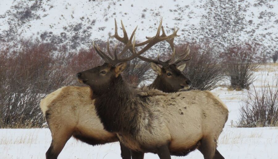 Grand Teton National Park: Wildlife Tour and Sleigh Ride - Oxbow Bend, Jackson Lake, and Teton Views