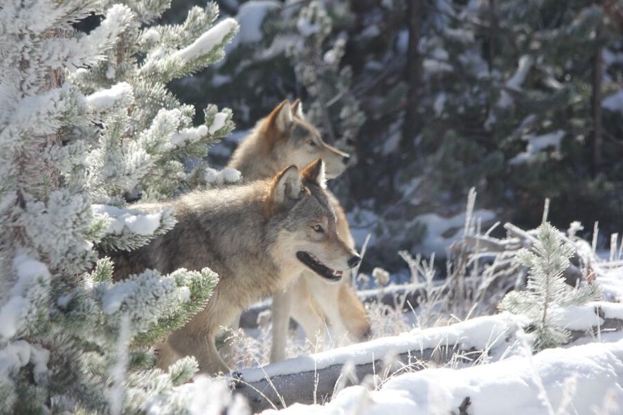 Grand Teton National Park: Wildlife Tour and Sleigh Ride - Why the Small Group Makes a Difference