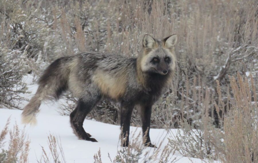 Grand Teton National Park: Wildlife Tour and Sleigh Ride - Lunch, Transport, and the Eight-Hour Pace