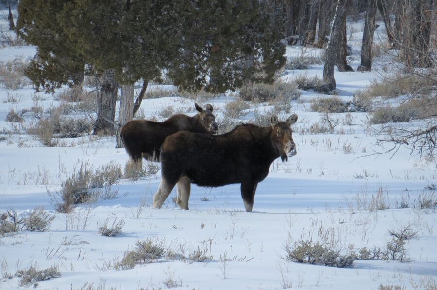 Grand Teton National Park: Wildlife Tour and Sleigh Ride - Cold Weather, Cameras, and Comfort