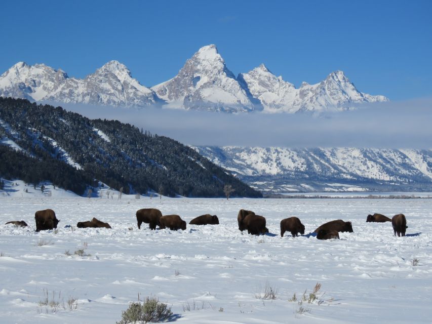 Grand Teton National Park: Wildlife Tour and Sleigh Ride - The National Elk Refuge and Its Winter Herds