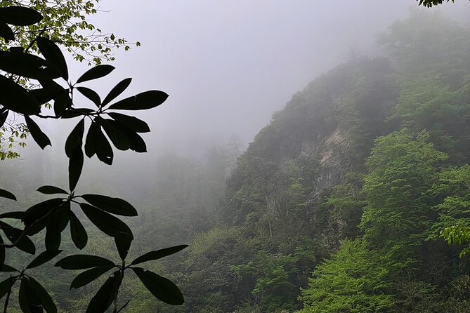 Group Hiking Tour in Mtirala National Park - Who will enjoy this Mtirala outing most