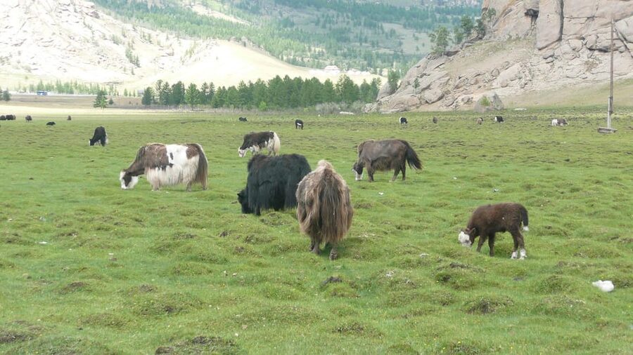 Guided Day Tour Terelj National Park Chinggis Khaan Statue - Key points to know before you book
