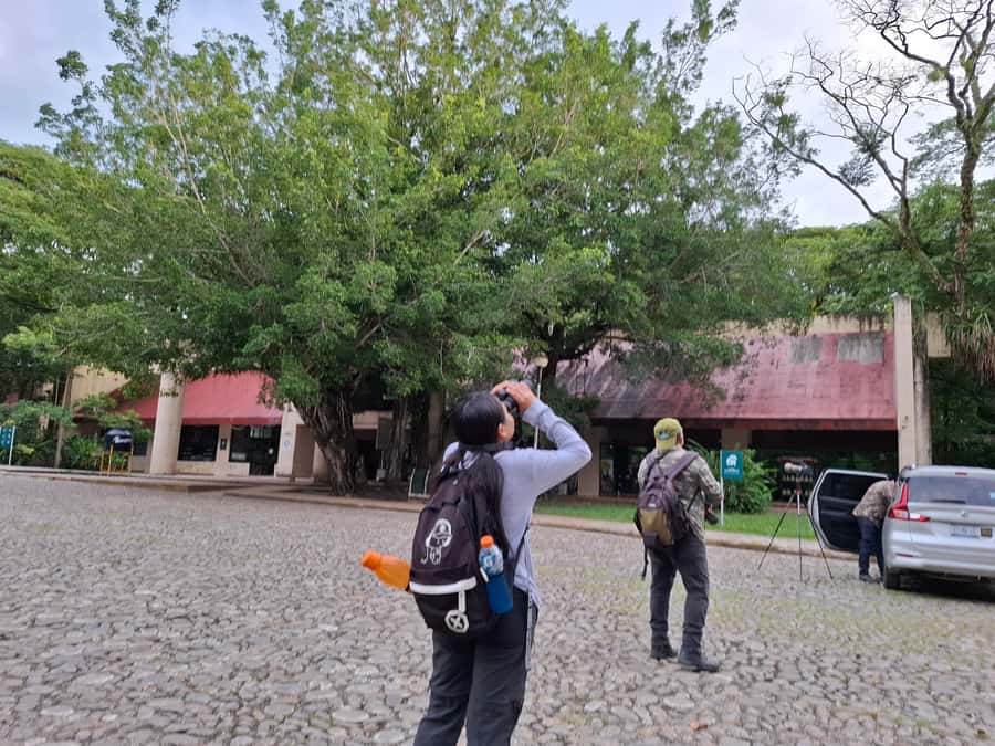 Guided visit in the Palenque jungle (Palenque National Park) - Key points at a glance