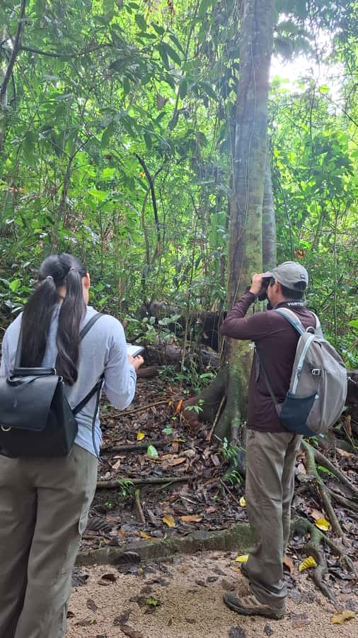 Guided visit in the Palenque jungle (Palenque National Park) - Why this Palenque walk is different