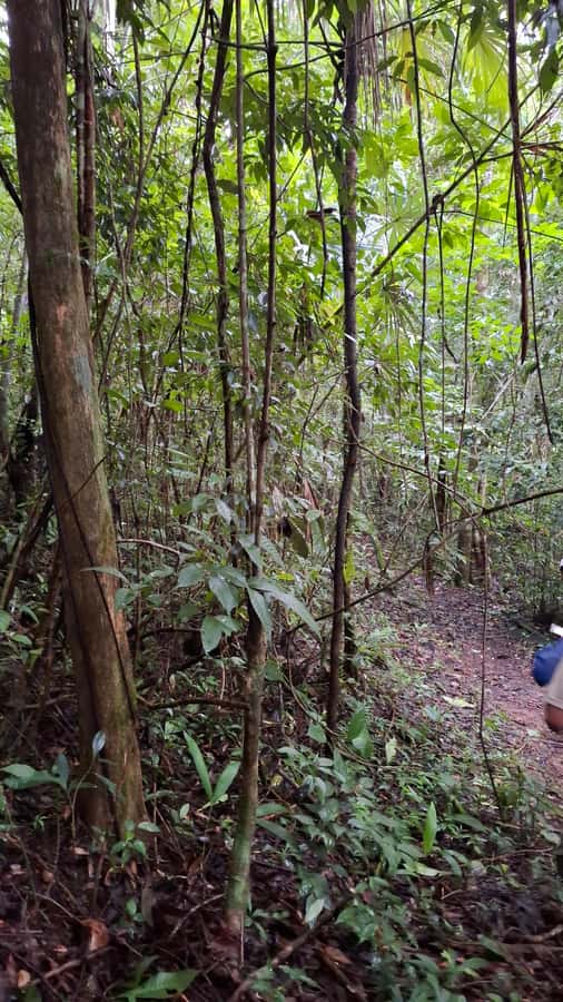 Guided visit in the Palenque jungle (Palenque National Park) - Following jungle trails to Maya remains