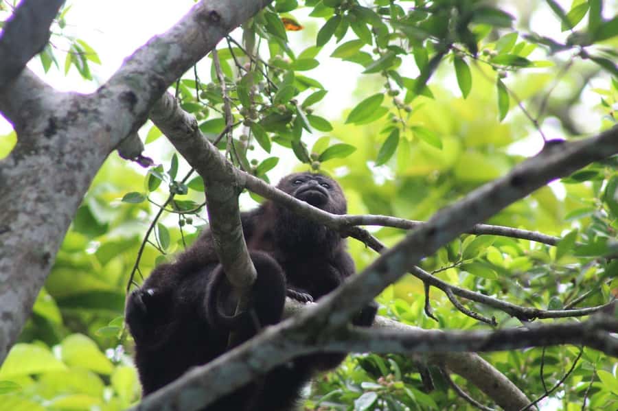 Guided visit in the Palenque jungle (Palenque National Park) - Watching for monkeys, agoutis, and bats