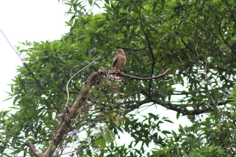Guided visit in the Palenque jungle (Palenque National Park) - Learning what the plants mean