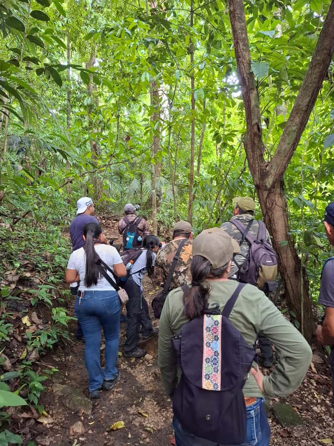 Guided visit in the Palenque jungle (Palenque National Park) - What the $33 price gets you