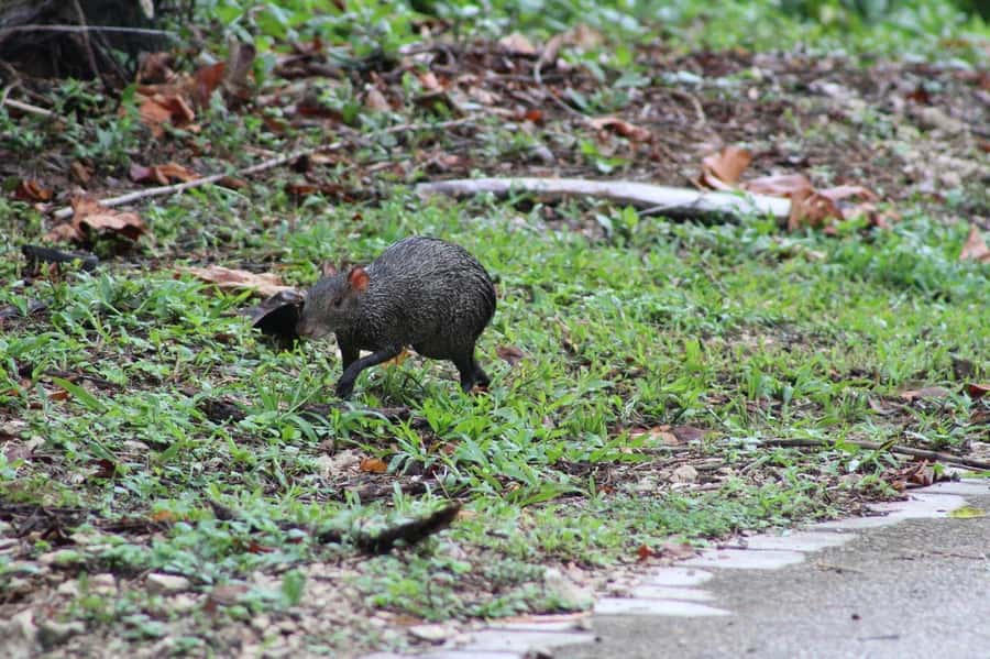 Guided visit in the Palenque jungle (Palenque National Park) - How the schedule fits into your Palenque day