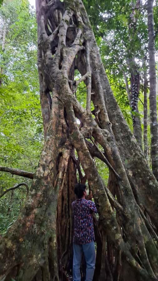 Guided visit in the Palenque jungle (Palenque National Park) - Meeting your guide at CATVI
