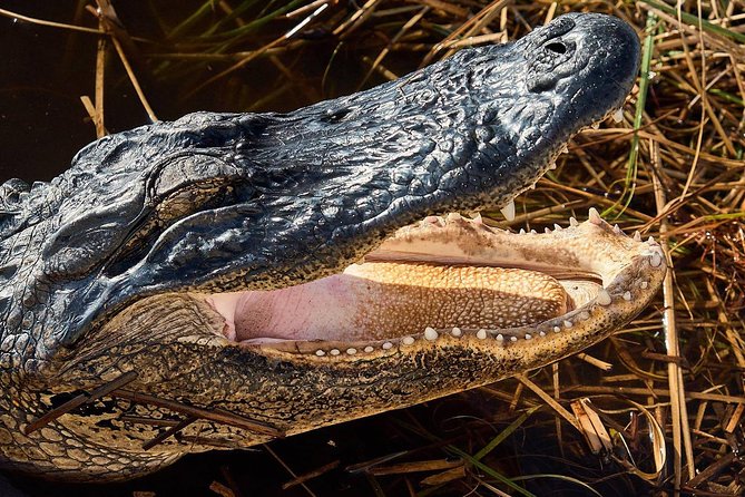 Half-day Everglades National Park Tour and 1-Hour Air Boat Ride - Weather, clothing, and small practical tips