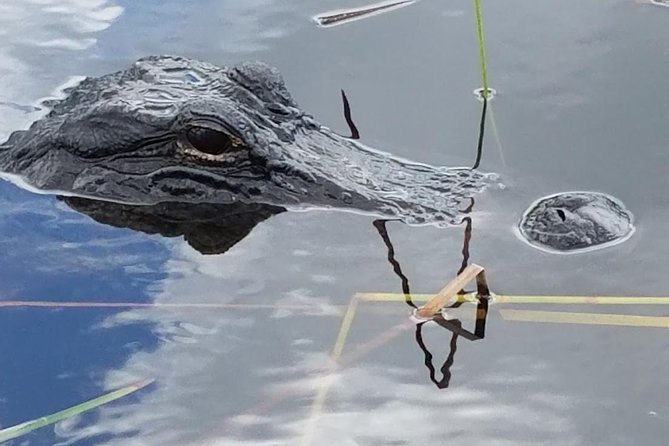 Half-day Everglades National Park Tour and 1-Hour Air Boat Ride - A nature walk where the alligators are wild