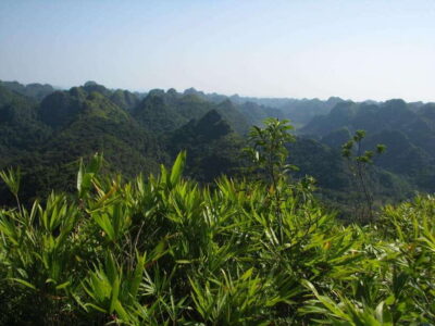 Half Day Hiking to Cat Ba National Park with a Guide