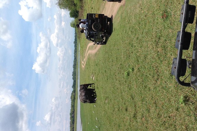 Half Day - Minneriya National Park Safari Tour From Habarana/Sigiriya - Timing, weather, and cancellation details