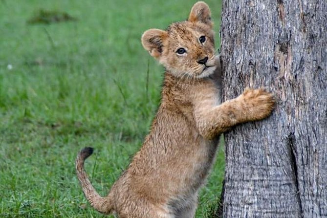 Half-Day Nairobi National Park Safari from Nairobi with Free Pickup - Why this park works so well from Nairobi