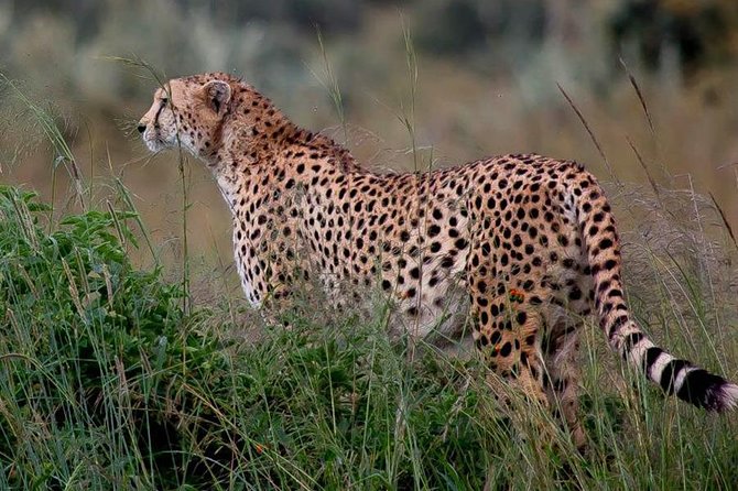 Half-Day Nairobi National Park Safari from Nairobi with Free Pickup - Why the guide matters more than the vehicle