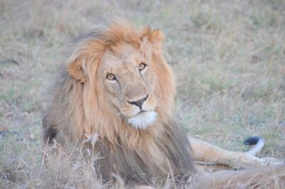 Half-Day Nairobi National Park Safari from Nairobi with Free Pickup