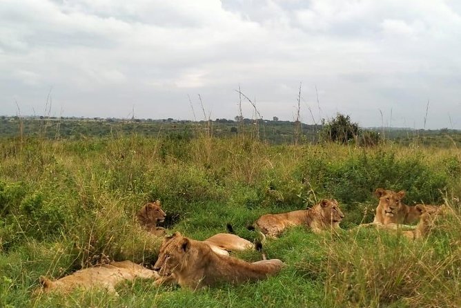 Half-Day Nairobi National Park Safari from Nairobi with Free Pickup - The vehicle and the rough-road question
