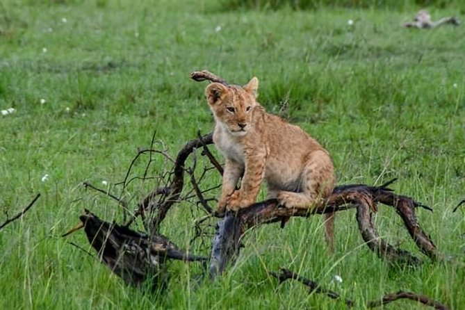 Half-Day Nairobi National Park Safari from Nairobi with Free Pickup - The real cost: a $44 tour plus a $43 park fee