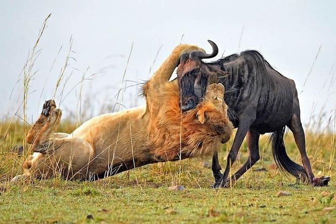 Half-Day Nairobi National Park Safari from Nairobi with Free Pickup - Best timing for stronger wildlife viewing